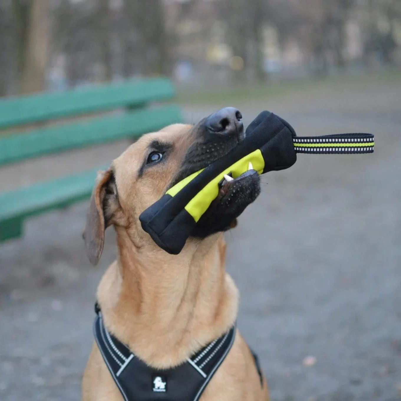 Truelove Dog Training Retrieve - огляд і ціна Quality Food Snacks